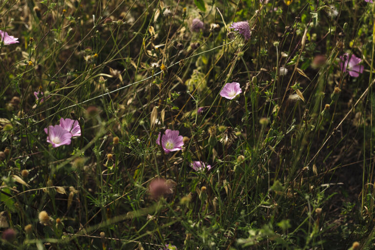 2023 Korbinian Seifert Photography Lifestyle Automotive Caravan Laika ecovip horseranch 15